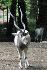 Addax nasomaculatus