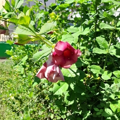 Allamanda blanchetii