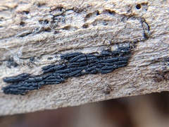 Hysterobrevium mori