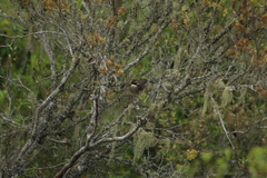 Turdus albicollis