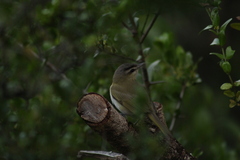 Vireo chivi