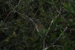 Vireo chivi