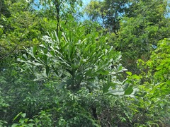 Cussonia transvaalensis