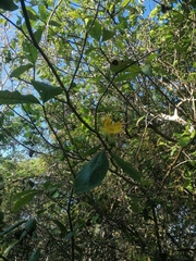 Tabernaemontana glabra