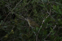 Vireo chivi
