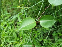 Cryptolepis cryptolepioides