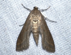 Parapoynx allionealis