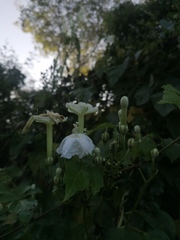 Ipomoea macdonaldii