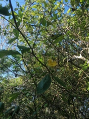 Tabernaemontana glabra