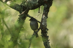 Microspingus cabanisi