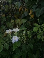 Ipomoea macdonaldii