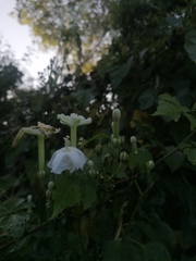 Ipomoea macdonaldii