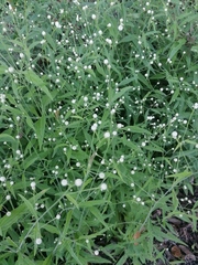 Isocarpha oppositifolia