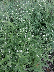 Isocarpha oppositifolia