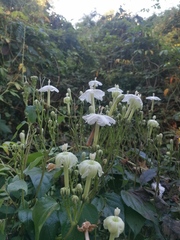 Ipomoea macdonaldii