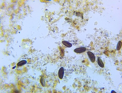 Hypoxylon rubiginosum
