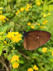 Euploea tulliolus ledereri
