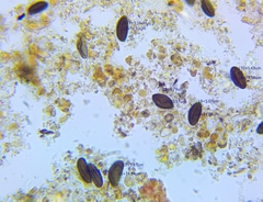 Hypoxylon rubiginosum