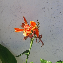 Canna × generalis