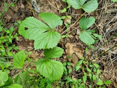 Rhoicissus tridentata