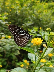 Ideopsis vulgaris
