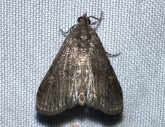 Elophila gyralis