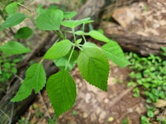 Acalypha glabrata