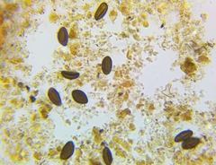 Hypoxylon rubiginosum