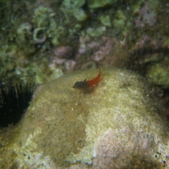 Tripterygion melanurus