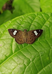 Celaenorrhinus asmara