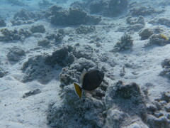 Sufflamen albicaudatum