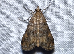 Elophila gyralis