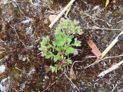 Polycarpon tetraphyllum