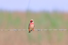 Quelea quelea lathamii