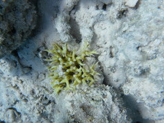 Seriatopora hystrix