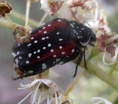 Elaphinis latecostata