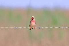 Quelea quelea lathamii