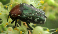 Leucocelis