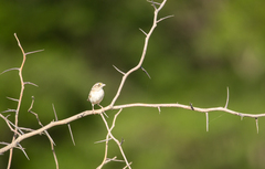 Ammodramus humeralis