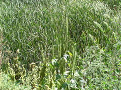 Amaranthus powellii