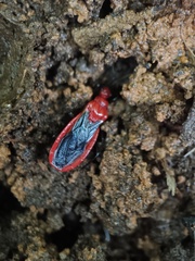 Vilius melanopterus