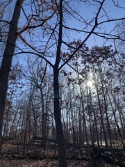 Acer saccharum