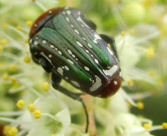 Leucocelis