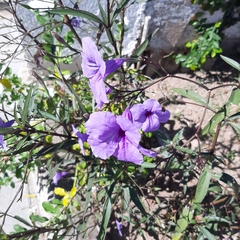 Ruellia