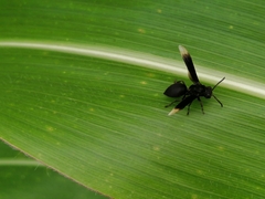 Parachartergus apicalis