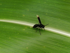 Parachartergus apicalis