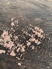 Ascocoryne sarcoides