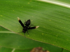 Parachartergus apicalis