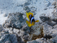 Amphiprion bicinctus