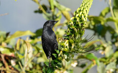 Diglossa lafresnayii